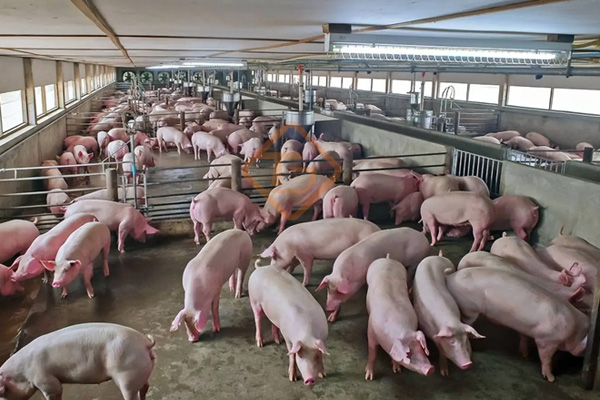 養(yǎng)殖場(chǎng)糞便怎么處理變成有機(jī)肥?養(yǎng)豬廠糞污有機(jī)肥生產(chǎn)線如何建?  