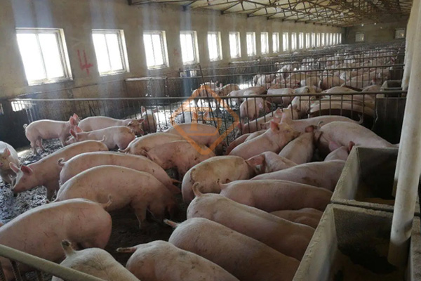 小型豬糞有機(jī)肥生產(chǎn)線