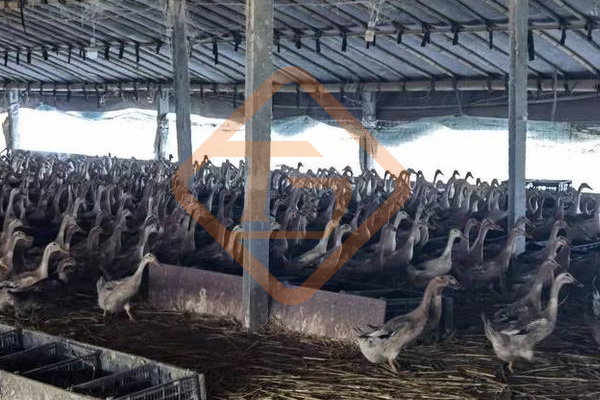 鴨糞有機肥料生產(chǎn)設(shè)備有哪些?鴨糞如何制造有機肥?