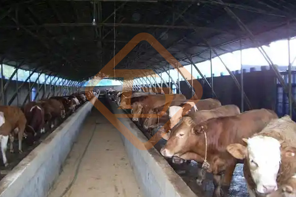 養(yǎng)牛場牛糞如何處理?牛糞這樣處理，環(huán)保部門也鼓勵你養(yǎng)牛